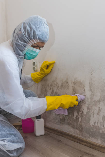 Best Mold Odor Removal Services  in Taylor, TX